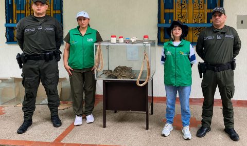 Rescatan serpientes cascabel en Huila que pretendían sacrificar para supuestos productos medicinales