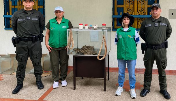 Rescatan serpientes cascabel en Huila que pretendían sacrificar para supuestos productos medicinales