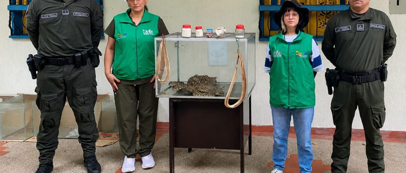 Rescatan serpientes cascabel en Huila que pretendían sacrificar para supuestos productos medicinales
