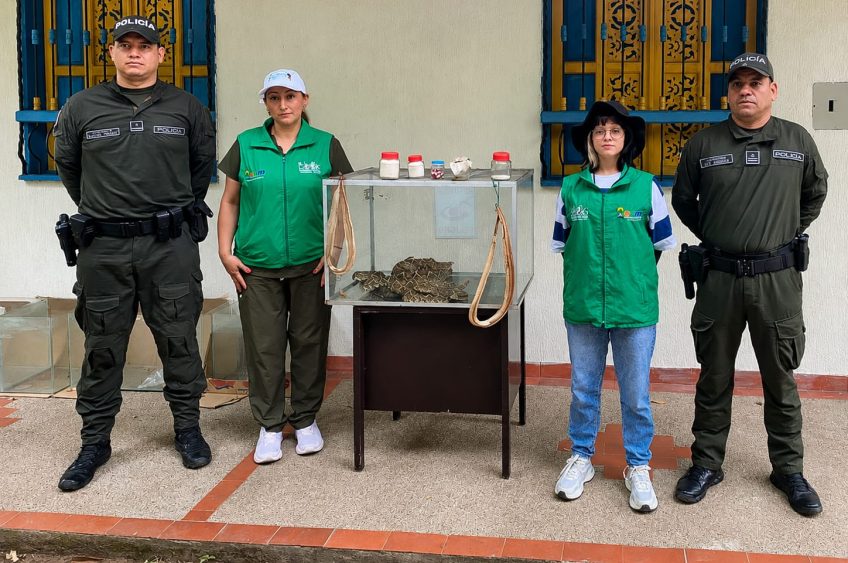 Rescatan serpientes cascabel en Huila que pretendían sacrificar para supuestos productos medicinales