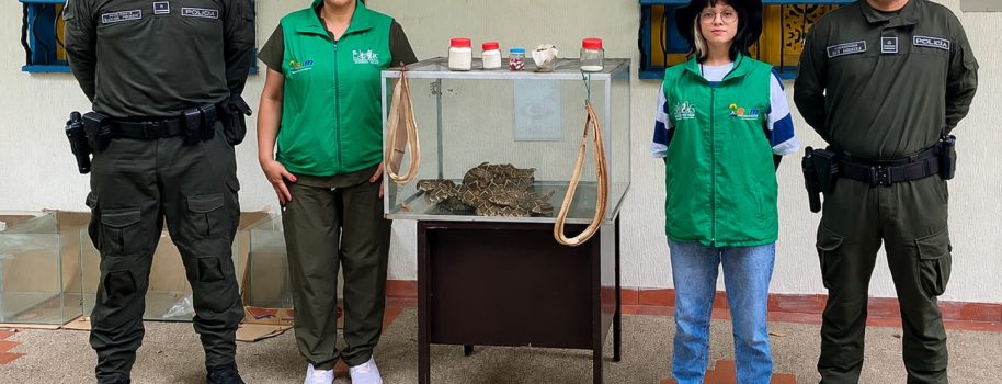 Rescatan serpientes cascabel en Huila que pretendían sacrificar para supuestos productos medicinales