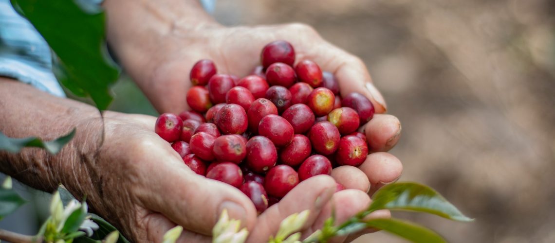 Los mejores cafés del departamento serán protagonistas del concurso y subasta «Huila Hunt Café 2026»