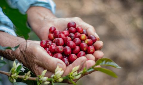 Los mejores cafés del departamento serán protagonistas del concurso y subasta «Huila Hunt Café 2026»