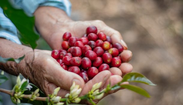 Los mejores cafés del departamento serán protagonistas del concurso y subasta «Huila Hunt Café 2026»