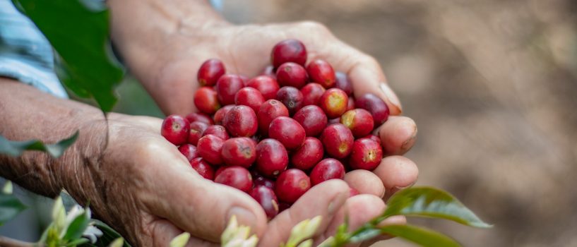 Los mejores cafés del departamento serán protagonistas del concurso y subasta «Huila Hunt Café 2026»
