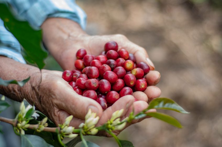 Los mejores cafés del departamento serán protagonistas del concurso y subasta «Huila Hunt Café 2026»