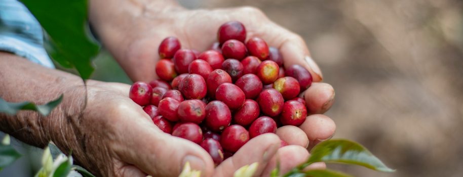 Los mejores cafés del departamento serán protagonistas del concurso y subasta «Huila Hunt Café 2026»