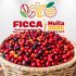 Ya viene la FICCA 2026, la plataforma con la que el Huila reafirma su liderazgo como potencia agropecuaria y destino agroturístico