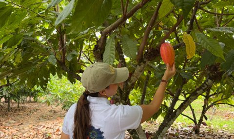 FICCA 2026 tendrá una amplia oferta agroturística del Huila