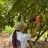 FICCA 2026 tendrá una amplia oferta agroturística del Huila
